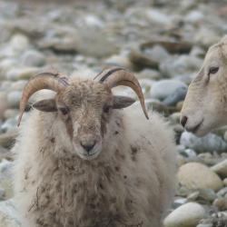 Référentiel actuel des moutons de Quéménès (Ile Molène)