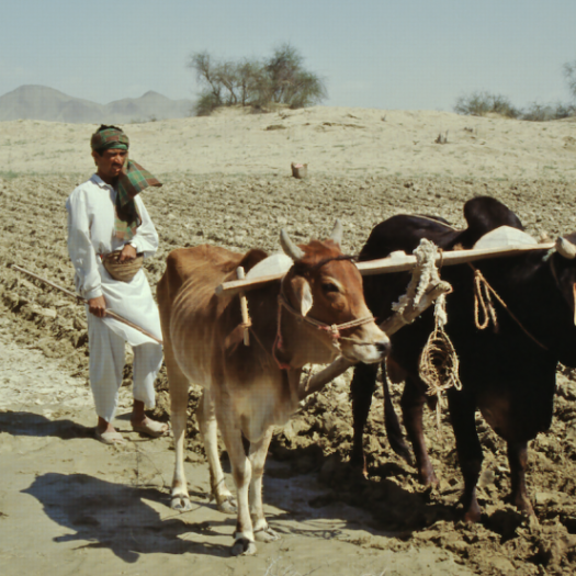 zebu_makran_pakistan_3_copie_0.png