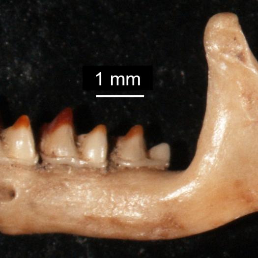 figure_1_cnrs.jpg