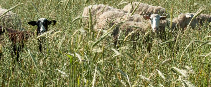 moutons dans champ de céréales
