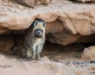 striped_hyena-_iran-_photo.jpeg