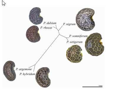 jesus_et_al-2021-scientific_reports.Fig3_.png